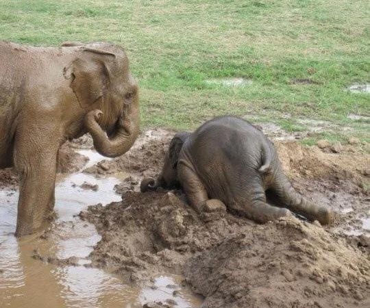 Baby elephant throwing a tantrum, while mother waits.